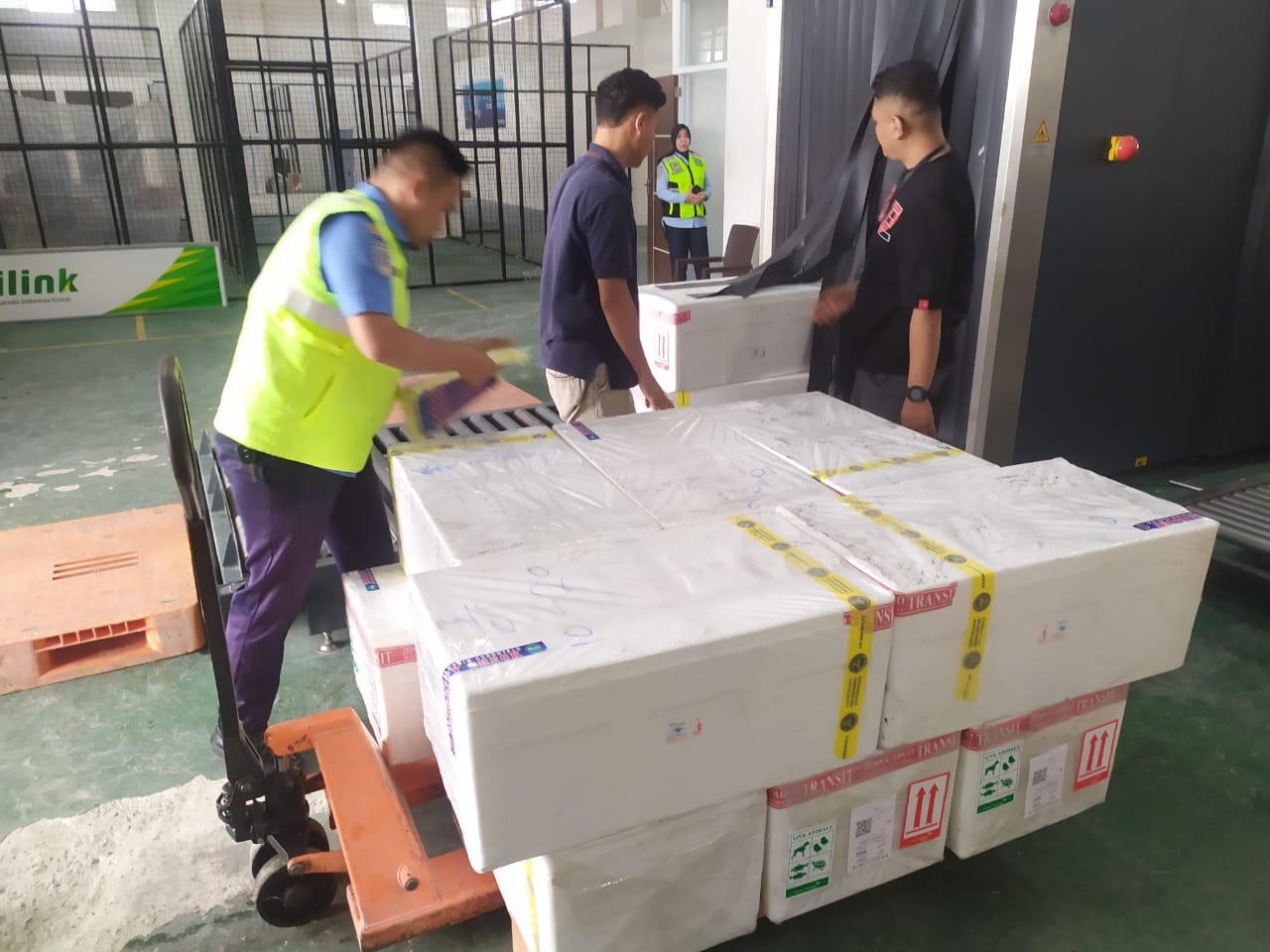 Ekspor komoditi ikan melalui Bandara Djalaludin Gorontalo, foto/Ist