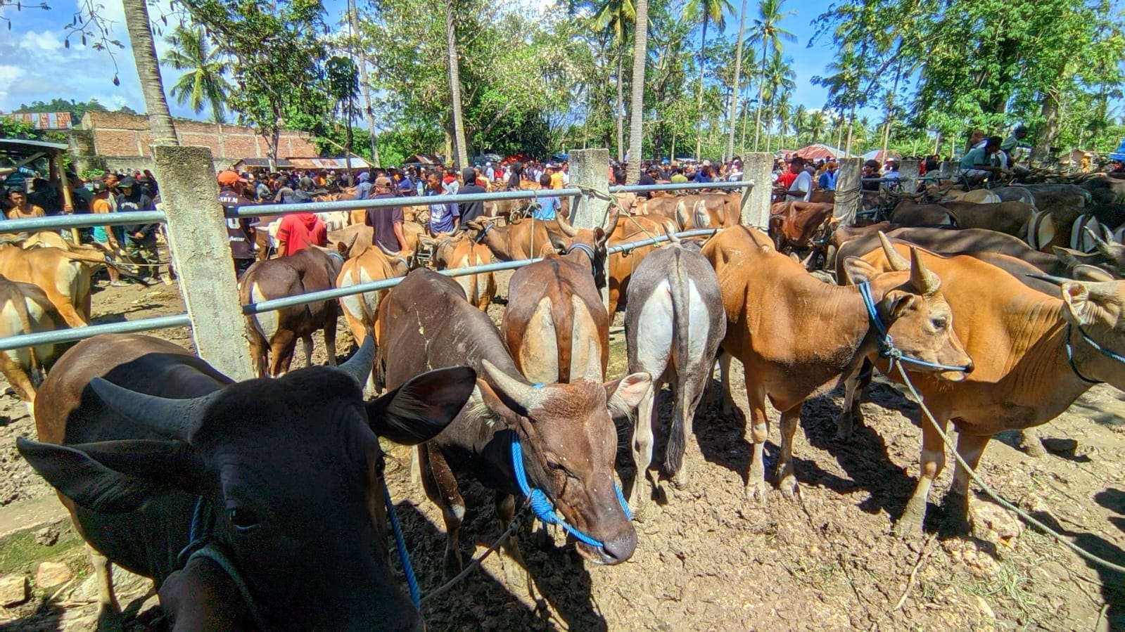 Kondisi hewan ternak sapi yang ada di pasar Pulubala, foto/aiimnews.com
